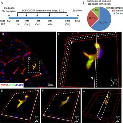 Stem Cell Factor in Combination With Granulocyte Colony-Stimulating Factor Protects the Brain From Capillary Thrombosis-Induced Ischemic Neuron Loss in a Mouse Model of CADASIL